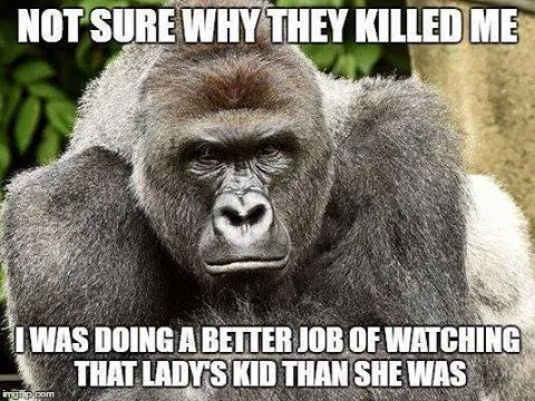 Harambe meme reading, "Not sure why they killed me I was doing a better job of watching that lady's kid than she was"