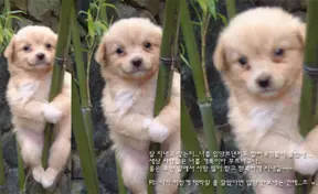 Jjalbang (짤방), the Korean Meme