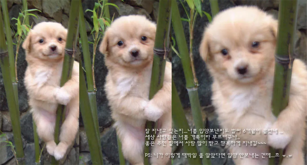 Gaejoogi, Bamboo Doggy, an iconic Korean jjal from 2001