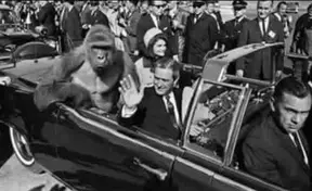 From Outrage to Dicks Out to Dead Celebrity: The Evolution of the Great Ape Harambe