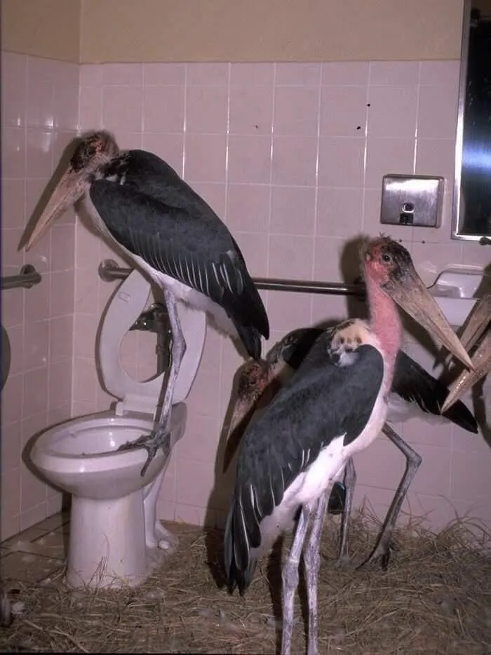 Image featured on the Facebook group Toilets With Threatening Auras